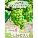 ふるさと納税 上山市 ぶどう(シャインマスカット)2〜3房 合計1.2kg 0120-2502