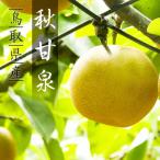 ふるさと納税 八頭町 【2026年発送分】プレミアム秋甘泉 3kg