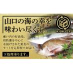 ふるさと納税 山口市 山口県漁協大海の海の幸セット(年12回コース) A008