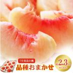 ふるさと納税 福島市 7月発送の桃 特秀品約2.3kg【2025年発送】No.2422