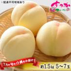 ふるさと納税 赤磐市 2026年 桃 7月の旬な 白桃 をお届け!約1.5kg 5〜7玉 もも[NO5765-0874]