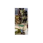 ふるさと納税 池田市 岩崎正光園 ブルーベリーポット苗