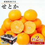 せとか 果物 フルーツ くだものみかん ミカン
