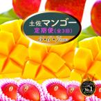ふるさと納税 いの町 土佐マンゴー定期便【限定300セット】全3回