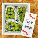 ふるさと納税 上山市 ぶどう(シャインマスカット)1.5kg(房小さめ) 0047-2509