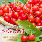 ふるさと納税 鮭川村 [2024年6月中旬〜発送]　鮭川村のさくらんぼ【品種おまかせ】　1kg