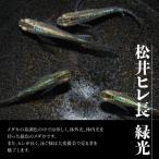 メダカ 松井ヒレ長 緑光 4匹セット