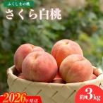 ふるさと納税 福島市 もも 晩成種「さくら白桃」約3kg【2026年発送　先行受付】No.2416