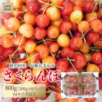 ふるさと納税 鮭川村 【令和7年産 早期受付】 鮭川村産さくらんぼ <品種おまかせ> M以上800g(200g×4P)