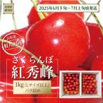 ふるさと納税 鮭川村 【令和7年産 早期受付】 鮭川村産さくらんぼ <紅秀峰> L以上バラ詰め 1kg(500g×2P)