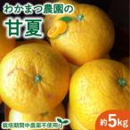 甘夏 5kg