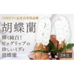 C099 ミディ系ホワイト胡蝶蘭 リトルシルキー