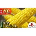 朝採り 農家直送 とうもろこし 6kg