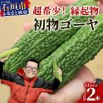 希少品 初物ゴーヤ