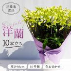 デンファレ 洋蘭 10本立ち 和饗エコファーム株式会社