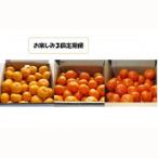 ふるさと納税 太良町 早津みかん園 旬のみかんのお楽しみ3回定期便(11月〜2月) Q40