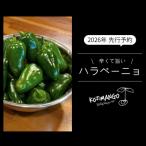 先行受付 農家直送 旨辛 採りたて ハラペーニョ 2kg