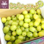 ふるさと納税 甲府市 〈2026年度配送分〉シャインマスカット 家庭用(粒 1.0kg)〈KF-3〉
