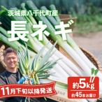 長ネギ 約5kg