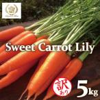 fu.... налог . юг город ( предварительный заказ прием ) есть перевод колокольчик . сельское хозяйство .. .. морковь Suite Carrot lili.5kg H022-019