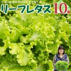 fu.... налог Sagawa блок < Sagawa блок производство leaf lettuce 10 пакет > запад . сельское хозяйство .
