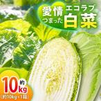 エコラブ白菜 約10kg