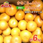 訳あり 早生 6kg