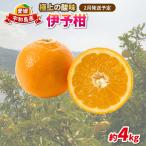 伊予柑 4kg