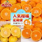 訳あり 柑橘 4回定期便 マル南フルーツ B040-106046