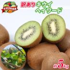 訳あり キウイ フルーツ 5kg