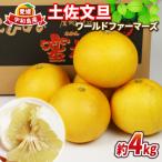 土佐文旦 4kg