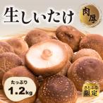 肉厚生しいたけ 1.2kg
