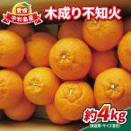 木成り不知火 4kg