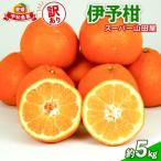 訳あり 伊予柑 5kg