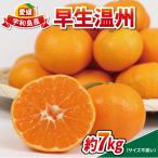 早生温州 7kg