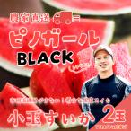 黒皮小玉スイカ ピノガールBLACK