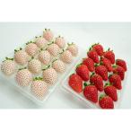 fu.... налог Saga город [ отправка месяц фиксация установленный срок рейс ] Saga префектура производство renkon . клубника 1~3 месяц все 3 раз 