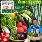 ふるさと納税 亀岡市 【毎月定期便】訳あり 農家直送!佐伯の里の新鮮 朝採れ野菜(7〜10品目)全6回