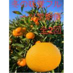 冬の定番 早生温州みかん5Kg 八朔5Kg