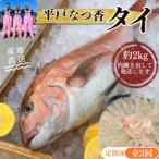 平戸なつ香タイ 1匹