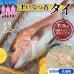 平戸なつ香タイ 1匹