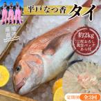 平戸なつ香タイ約2kg 三枚おろし 真空パック