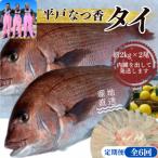 平戸なつ香タイ 1匹
