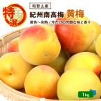  предварительный заказ | специальный отбор .. юг высота слива желтый слива 1kg бесплатная доставка отправка предположительно 6 месяц средний ~ последняя декада примерно Wakayama префектура производство сырой слива прямая поставка от производителя маринованные сливы . сливовое вино джем сироп для слива ...