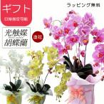 光触媒 胡蝶蘭 3本立 造花 母の日 花 ギフト プレゼント 誕生日 父の日 開店祝い ラッピング 無料 母の日ギフト かわいい おしゃれ