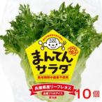  оборка лёд 10 шт .... салат lettuce Hyogo префектура .. город нет пестициды маленький подарок. . соответствует 