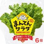 bata Via 6 шт .... салат lettuce Hyogo префектура .. город нет пестициды маленький подарок. . соответствует 