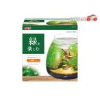 ガラス水槽