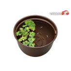 GEXメダカ元気メダカのための飼育...