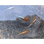 ■三色体外光メダカ２匹